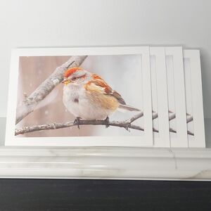 4  Beautifully Marked American Tree Sparrow Matte Finish Blank Photo Cards
